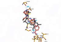 NLRP3 7alv 250815082044-b09184c2