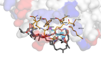 CYCLINAB-RXL 9clp 250906115207-7c51df61