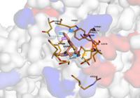 myosinmotor 9f6c 250907103733-17722bc4