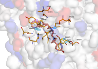 myosinmotor 9f6c 250907104723-541779e7