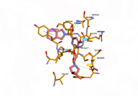 myosinmotor 9f6c 250913170239-9be794d2